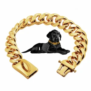 Collier pour chien doré en acier inoxydable 19mm robuste